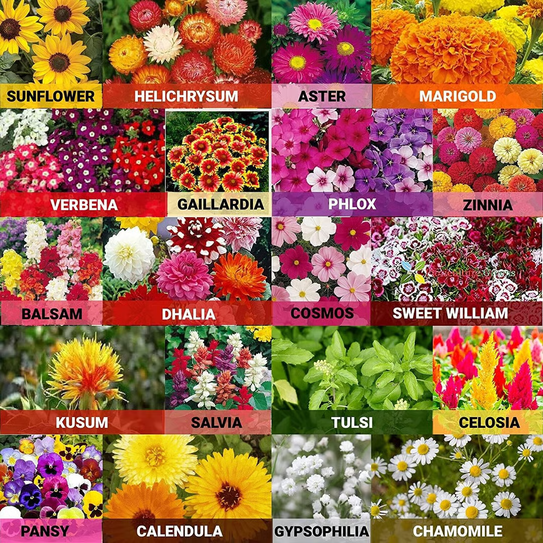 semillas de flores